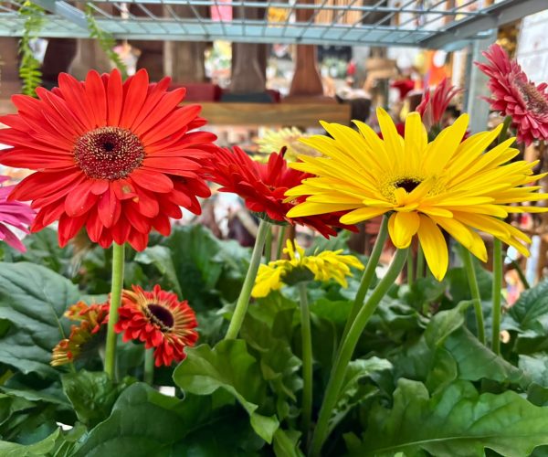 flores-em-monte-verde