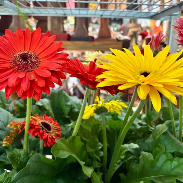 flores-em-monte-verde