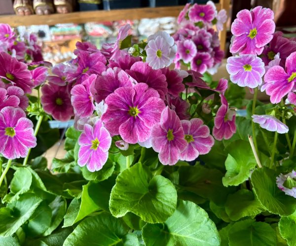 floricultura-em-monte-verde