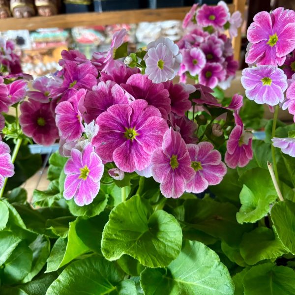 floricultura-em-monte-verde
