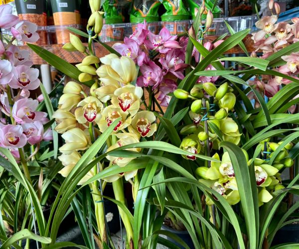 orquideas-em-monte-verde