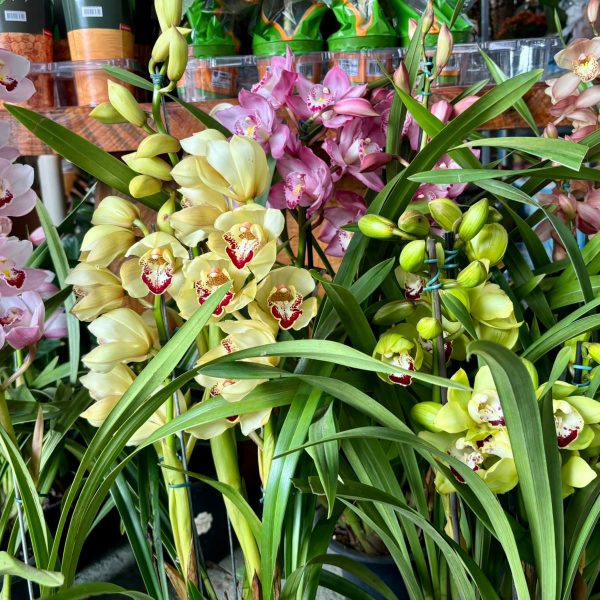orquideas-em-monte-verde